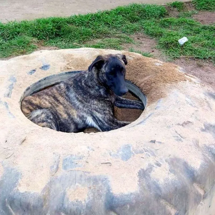 Cachorro ra a srd idade 7 a 11 meses nome Bombom