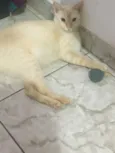Tico