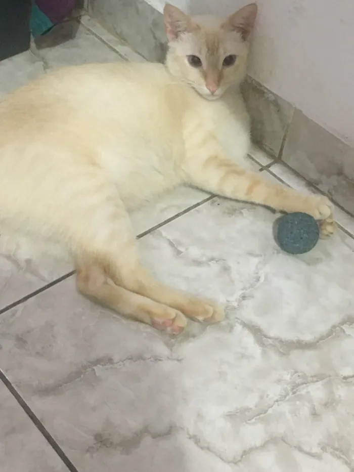 Gato raça Sem raça definida idade 2 anos nome Tico