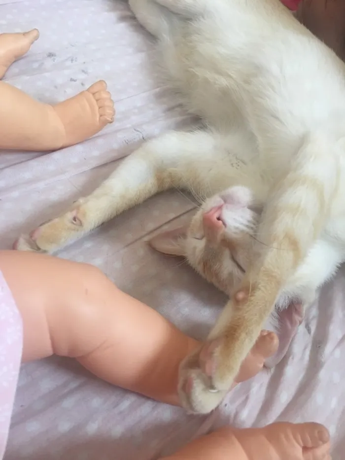 Gato raça Sem raça definida idade 2 anos nome Tico