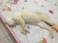 Tico