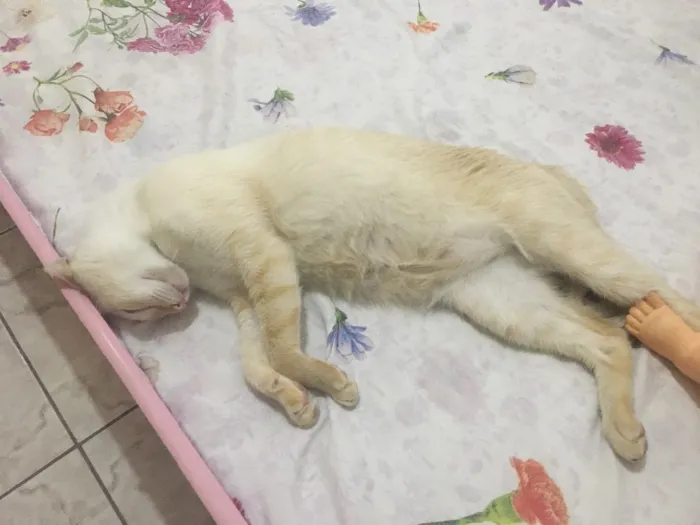 Gato raça Sem raça definida idade 2 anos nome Tico