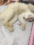 Tico