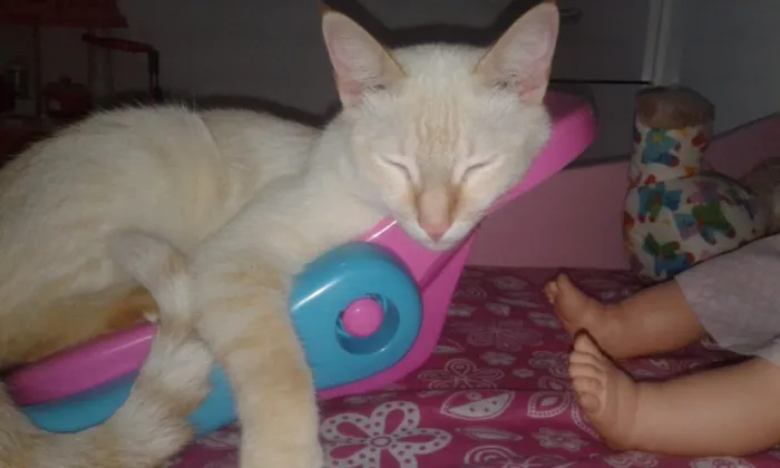 Gato raça Sem raça definida idade 2 anos nome Tico