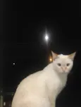 Tico