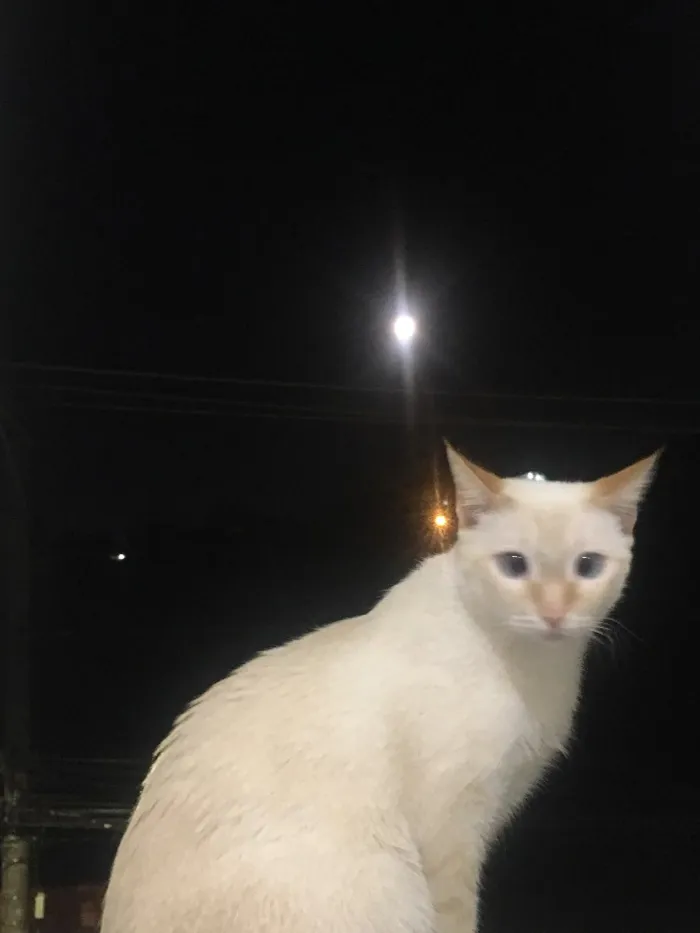 Gato raça Sem raça definida idade 2 anos nome Tico