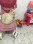 Tico