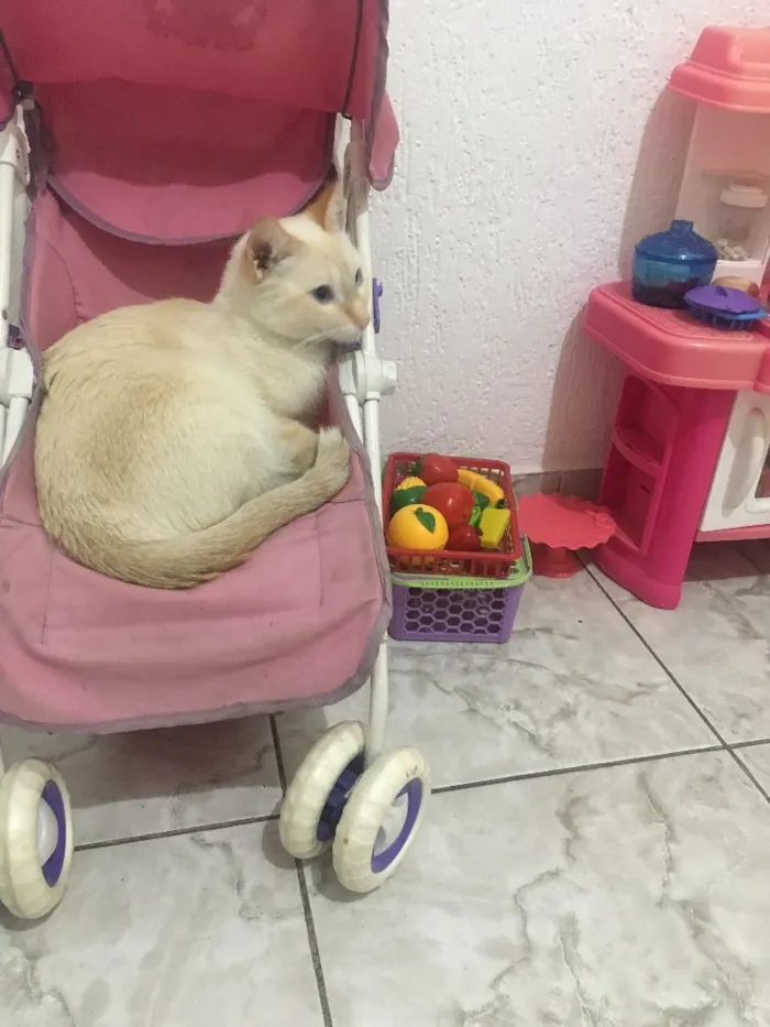 Gato raça Sem raça definida idade 2 anos nome Tico