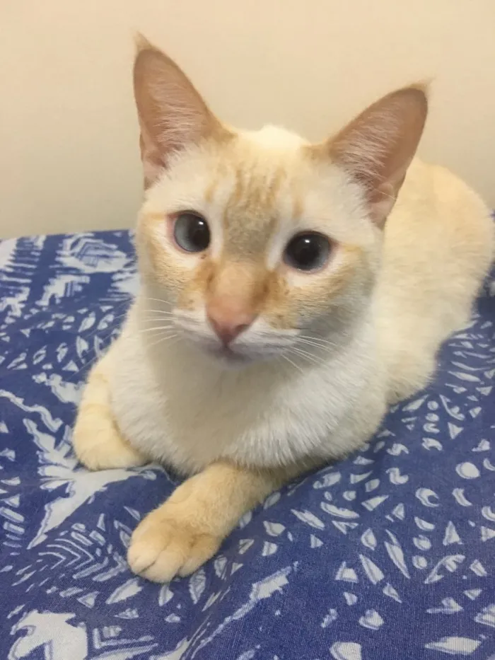 Gato raça Sem raça definida idade 2 anos nome Tico
