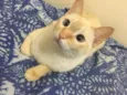 Tico