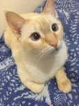 Tico