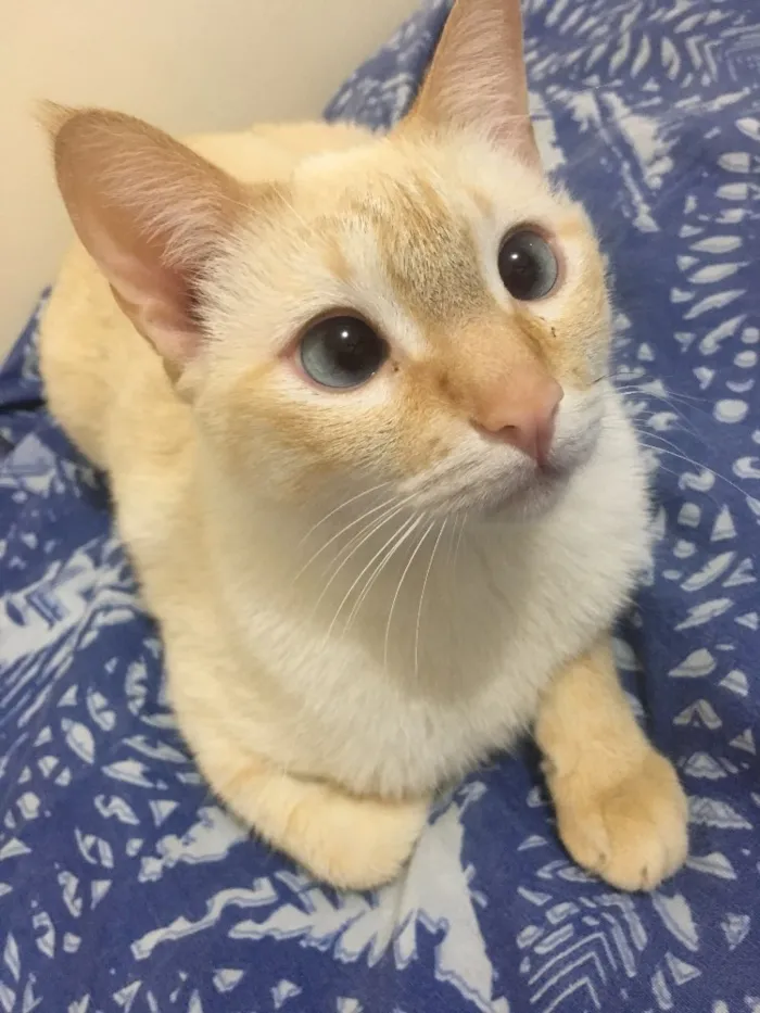 Gato raça Sem raça definida idade 2 anos nome Tico