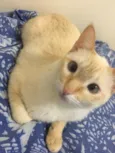 Tico