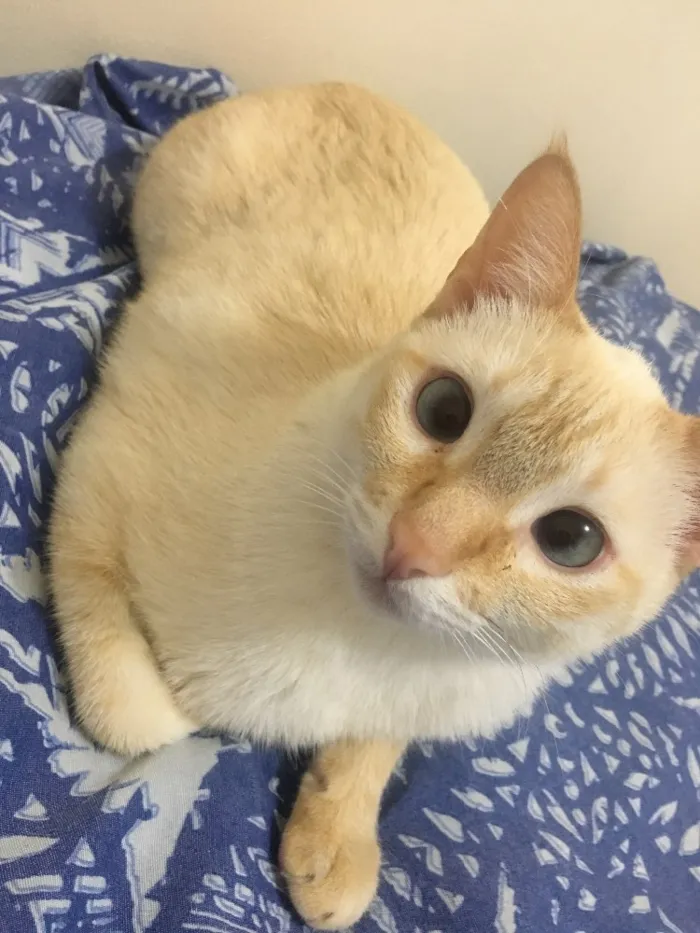 Gato raça Sem raça definida idade 2 anos nome Tico