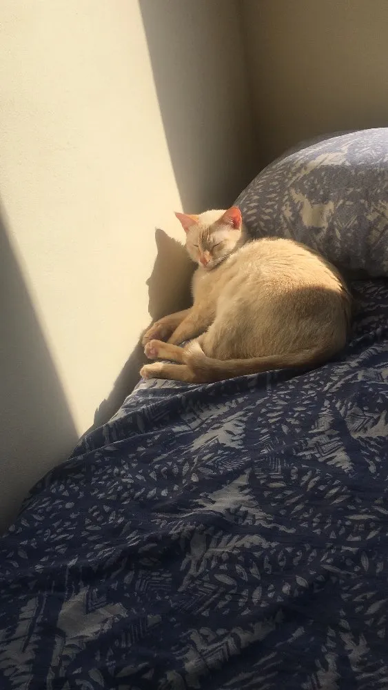Gato raça Sem raça definida idade 2 anos nome Tico