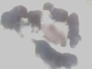 Cachorro raça Vira lata idade Abaixo de 2 meses nome Sem nomes 