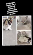 Gatos