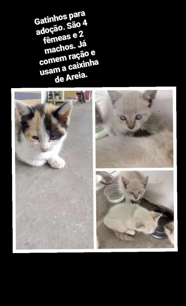 Gato ra a  idade Abaixo de 2 meses nome Gatos