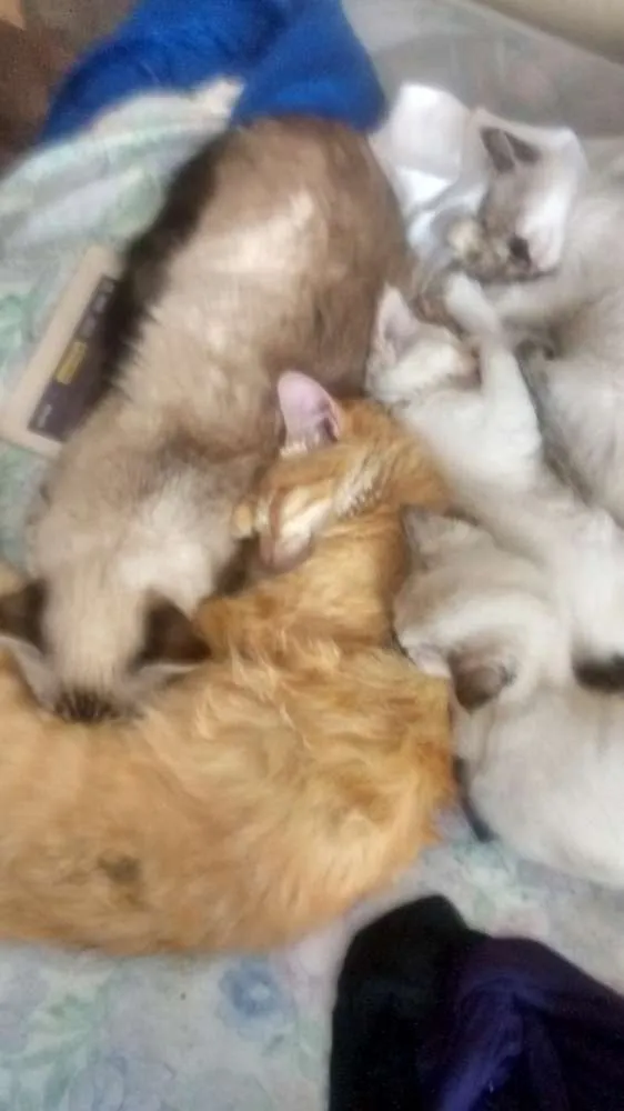 Gato ra a Não tem  idade 2 anos nome Nina 
