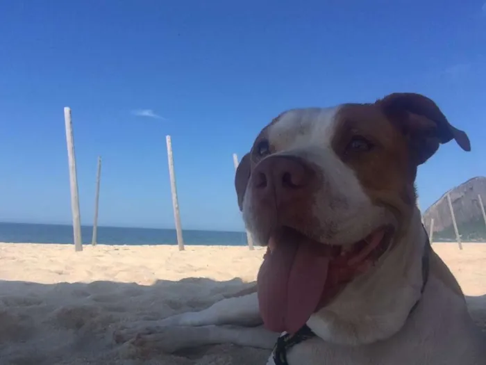Cachorro raça Pit-Bull idade 7 a 11 meses nome Meg