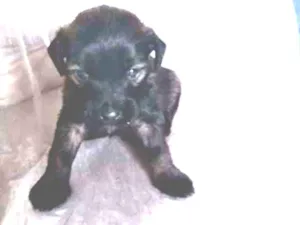 Cachorro raça Shitsu com vira lata idade Abaixo de 2 meses nome Indefinido 