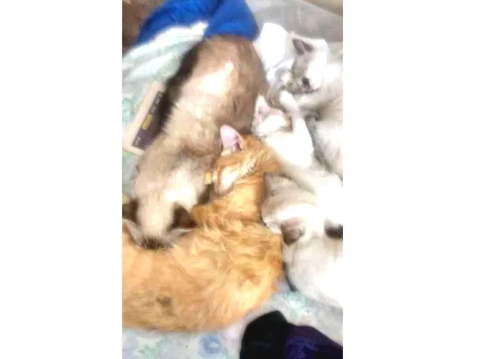 Gato ra a Não tem  idade 2 anos nome Nina 