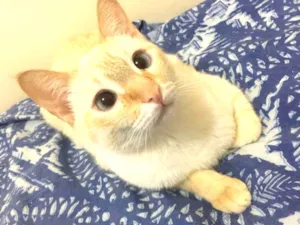 Gato raça Sem raça definida idade 2 anos nome Tico