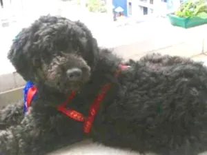 Cachorro raça Poodle idade 2 anos nome Bilu