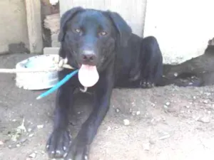 Cachorro raça Mix Labrador idade 1 ano nome Marley