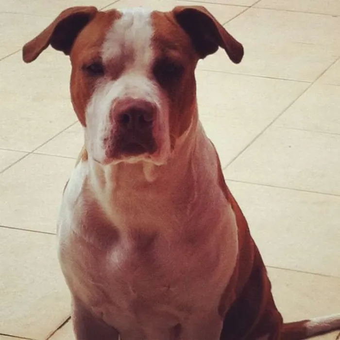 Cachorro raça Pit-Bull idade 7 a 11 meses nome Meg