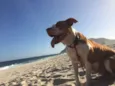 Meg