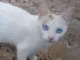 Mimi