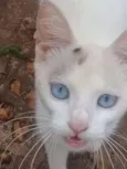 Mimi