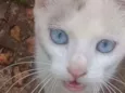 Mimi
