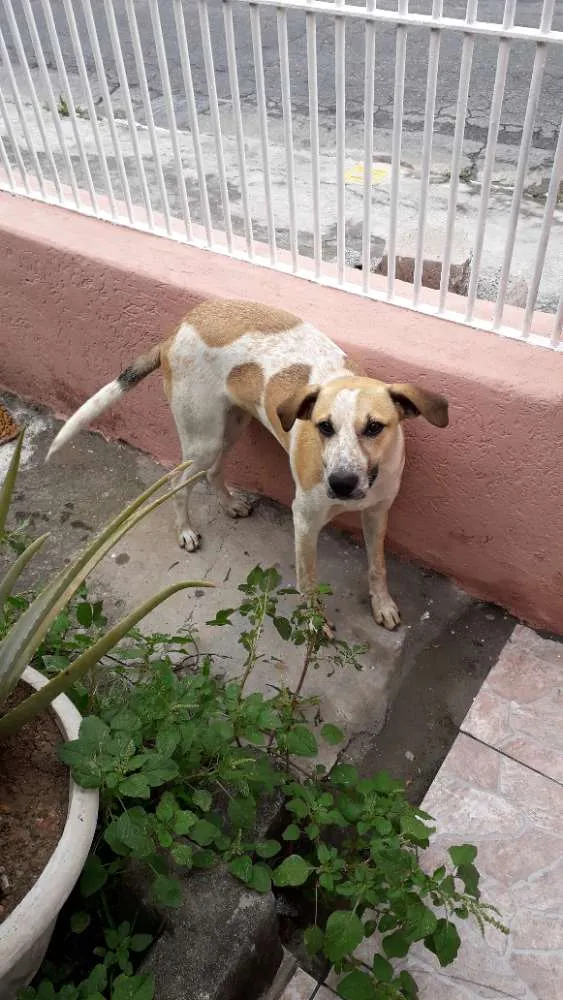 Cachorro ra a SDR idade 7 a 11 meses nome Não tem