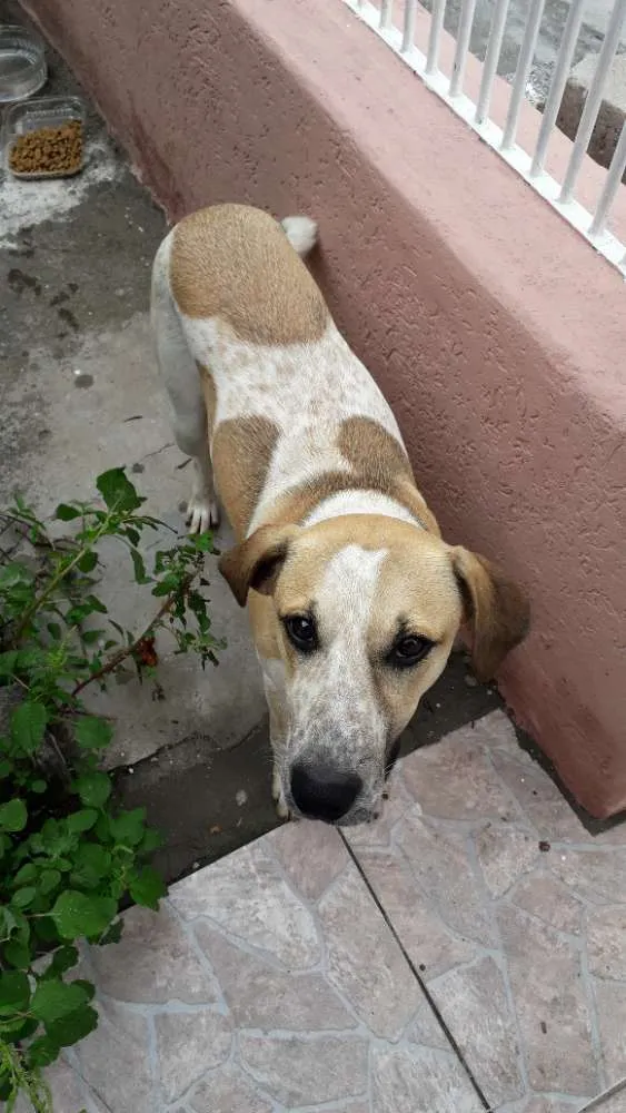 Cachorro ra a SDR idade 7 a 11 meses nome Não tem