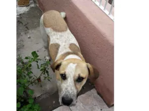 Cachorro raça SDR idade 7 a 11 meses nome Não tem