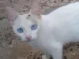Mimi