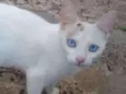 Mimi