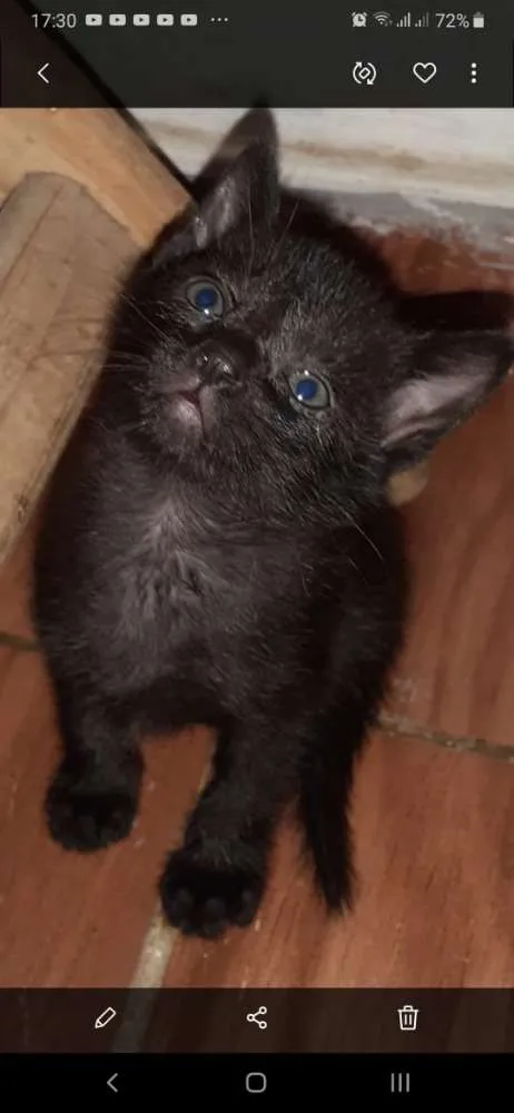 Gato ra a Srd idade Abaixo de 2 meses nome Chiquinha