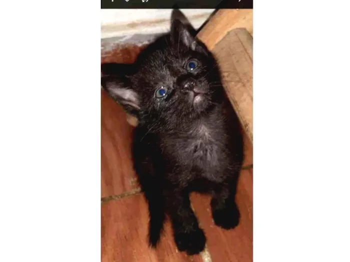 Gato ra a Srd idade Abaixo de 2 meses nome Chiquinha
