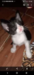 Milu