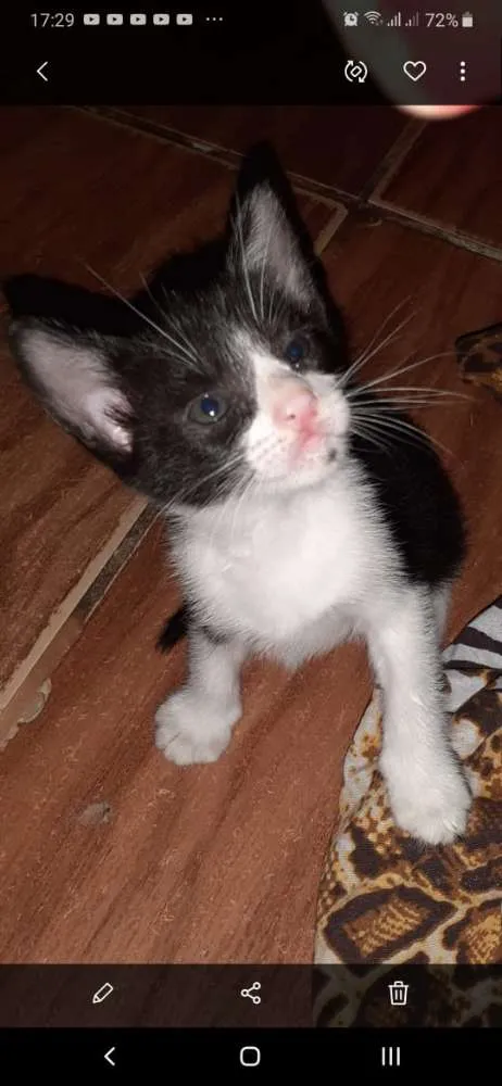 Gato ra a Srd idade Abaixo de 2 meses nome Milu