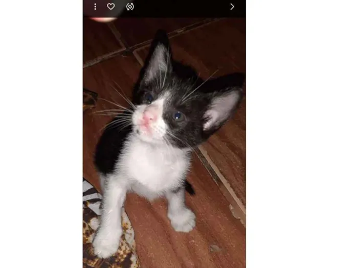 Gato ra a Srd idade Abaixo de 2 meses nome Milu