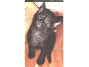 Gato raça Srd idade Abaixo de 2 meses nome Chiquinha