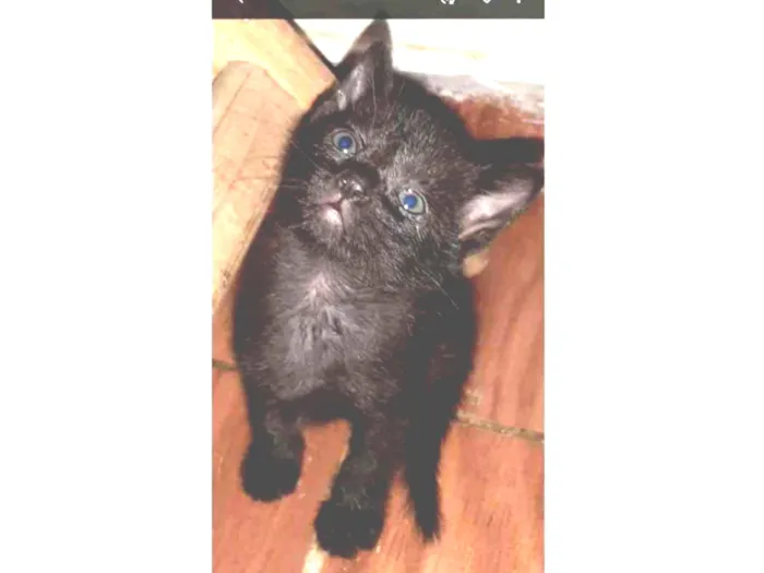 Gato ra a Srd idade Abaixo de 2 meses nome Chiquinha