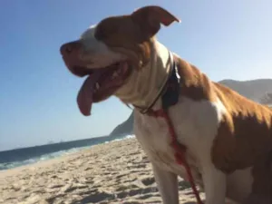 Cachorro raça Pit-Bull idade 7 a 11 meses nome Meg