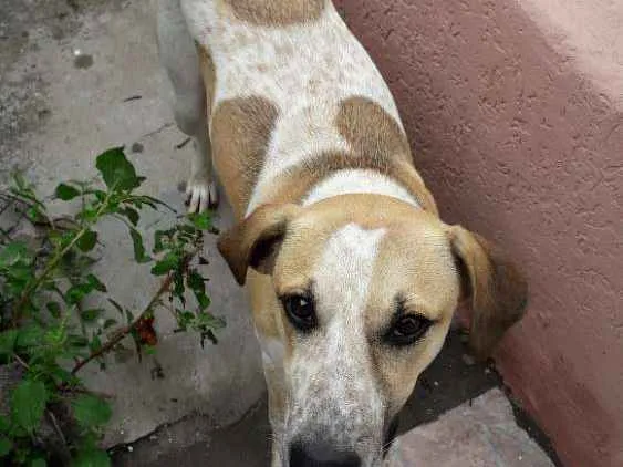 Cachorro ra a SDR idade 7 a 11 meses nome Não tem