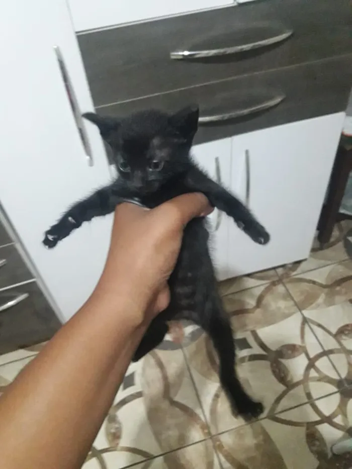 Gato ra a vira lata idade Abaixo de 2 meses nome Sem nome
