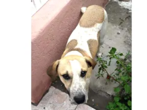 Cachorro raça SDR idade 7 a 11 meses nome Não tem